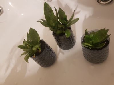 Sansevieria pitica-disponibile; 3 plante disponibile, pret in functie de dimensiune.
7 ron
10 ron
12 ron
