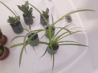 Clorophytum comosum 10 ronbuc; Disponibile mai multe buc
