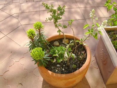 Grup de prebonsai; Paducel (Biancospino crataegus monogyna)
Arbore de stafide (Amelanchier lamarckii)
Ginkgo biloba
