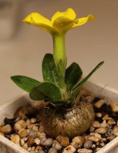 Pachypodium brevicaule x densiflorum