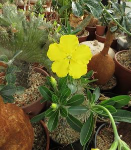 Pachypodium enigmaticum Pavelka; Specie noua descrisa in 2014, Madagascar
