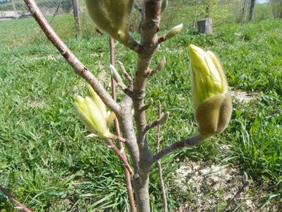 magnolia Yellow Lantern