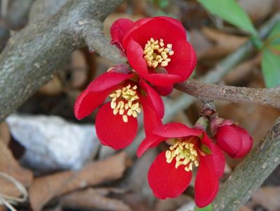 chaenomeles Crimson and Gold