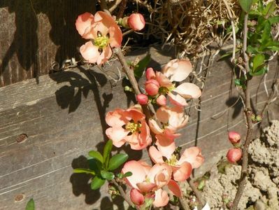 chaenomeles Salmon Horizon