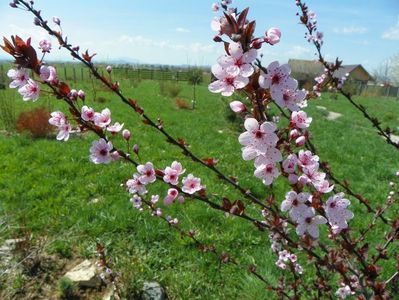 prunus cerasifera Nigra