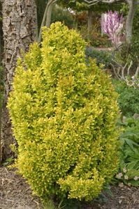 berberis golden-torch-25