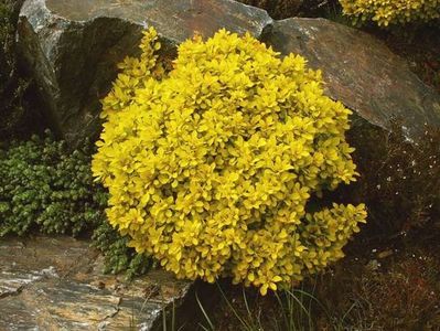 berberis-thunbergii-goldalita-25