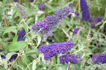 buddleja-davidii-empire-blue-20