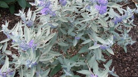 Caryopteris-Sterling-Silver-20