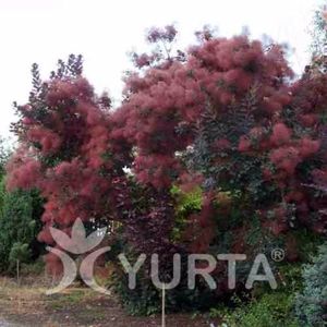 Cotinus coggygria foliis purpureis