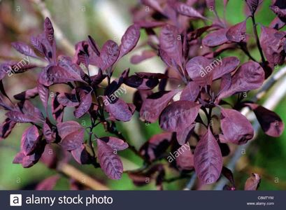 cotinus-coggygria-foliis-purpureis-purple-smokebush-C8MTYW