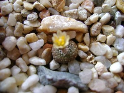 Blossfeldia lilliputana v. minima