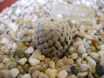 Turbinicarpus valdezianus v. albiflorus Matehuala, SLP