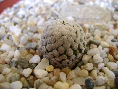 Turbinicarpus valdezianus v. albiflorus Matehuala, SLP