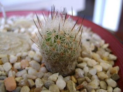 Turbinicarpus subterraneus v. zaragosae