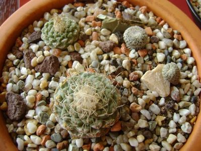 Grup de 4 cactusi; Strombocactus disciformis
Strombocactus disciformis  ssp. jarmilae
Pelecyphora strobiliformis
Pelecyphora aselliformis
