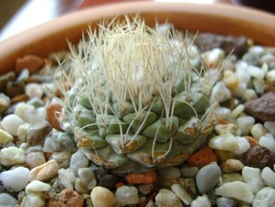 Strombocactus disciformis