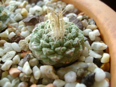 Strombocactus disciformis  ssp. jarmilae, Vizzaron, Mx.