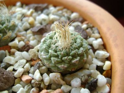 Strombocactus disciformis  ssp. jarmilae, Vizzaron, Mx.