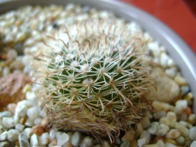 Parodia dichroacantha