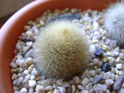 Mammillaria pilcayensis chrysodactyla