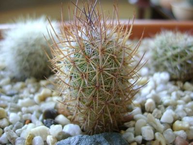 Mammillaria pottsii SB324 Ramon Arispe, Coahuila