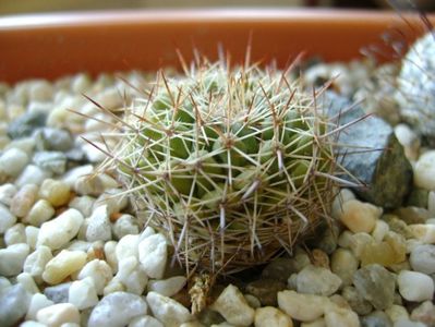 Mammillaria standleyi L 086 Sierra Obscura 200m