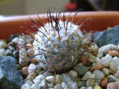 Mammillaria perezdelarosae