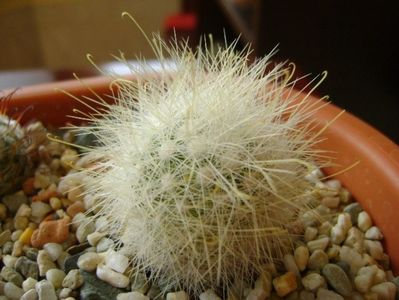 Mammillaria senilis