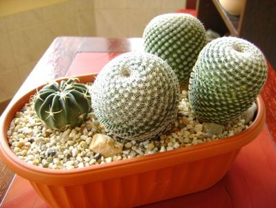 Grup de 4 cactusi; Mammillaria perbella cv superfina
Echinocactus (Homalocephala) texensis
