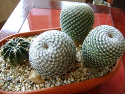 Grup de 4 cactusi; Mammillaria perbella cv superfina
Echinocactus (Homalocephala) texensis
