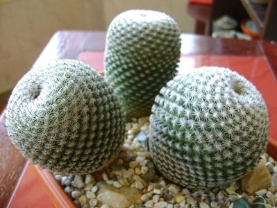 Mammillaria perbella cv. superfina