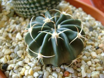 Echinocactus (Homalocephala) texensis