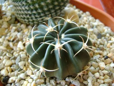 Echinocactus (Homalocephala) texensis