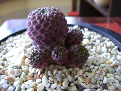 Sulcorebutia rauschii f. violacidermis