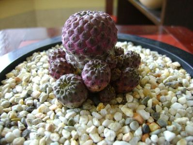 Sulcorebutia rauschii f. violacidermis