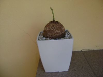 Dioscorea elephantipes