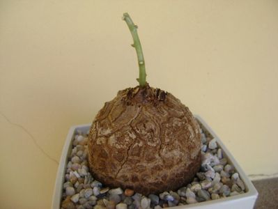 Dioscorea elephantipes