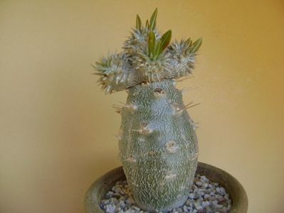 Pachyipodium brevicaule (altoit pe Pachypodium lamerei)