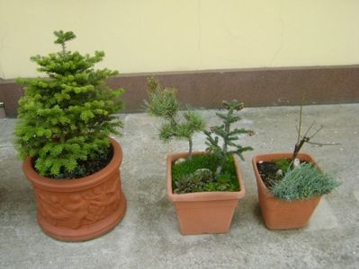 Bonsai si prebonsai