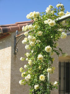 Elfe (urcator); Light yellow Large-Flowered Climber.
Exhibition name: Pride of Venus
Bred by Hans Jürgen Evers (1940-2007) (Germany, before 2000).
Introduced in Germany by Rosen-Tantau/Tantau Roses in 2000 as &amp;#0
