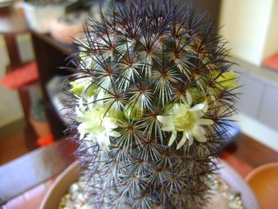 Mammillaria microhelia