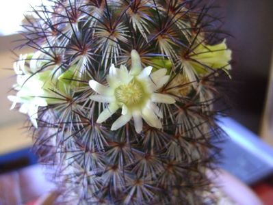 Mammillaria microhelia