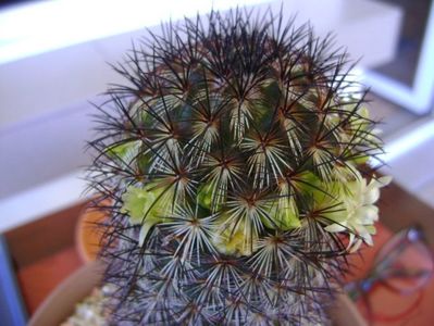 Mammillaria microhelia