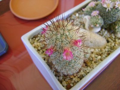 Mammillaria microhelia & Mammillaria schiedeana ssp. giselae