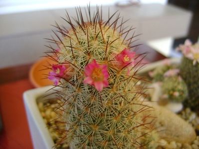 Mammillaria microhelia