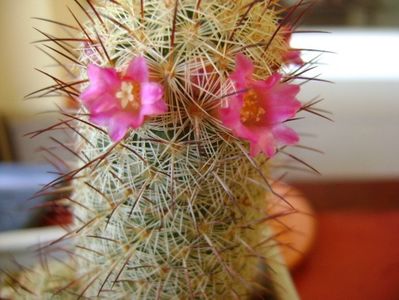 Mammillaria microhelia