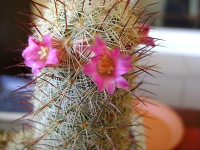 Mammillaria microhelia