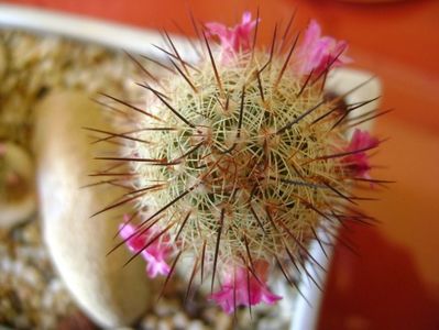 Mammillaria microhelia