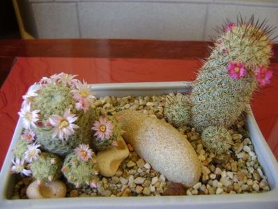 Mammillaria microhelia & Mammillaria schiedeana ssp. giselae